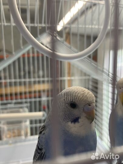 Волнистый попугай самка1,5 мес