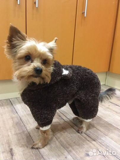 Комбинезон для маленькой собаки