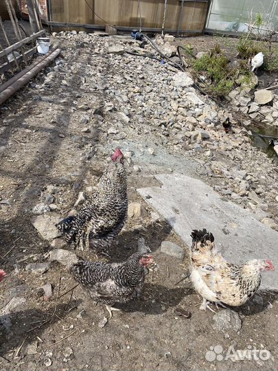 Петух чешский доминант