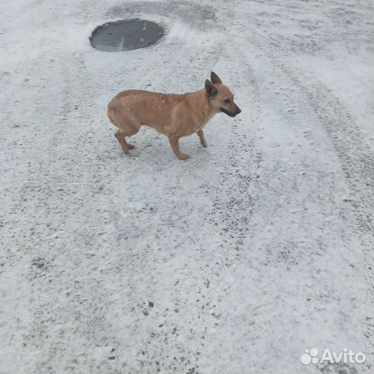 Собаки потеряшки