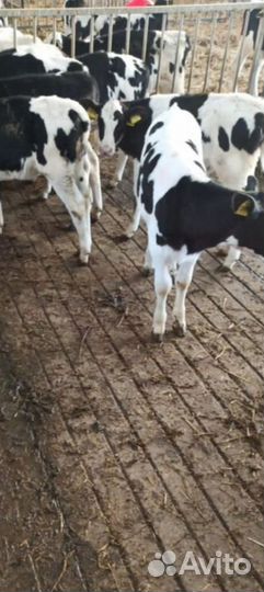 Телята бычки