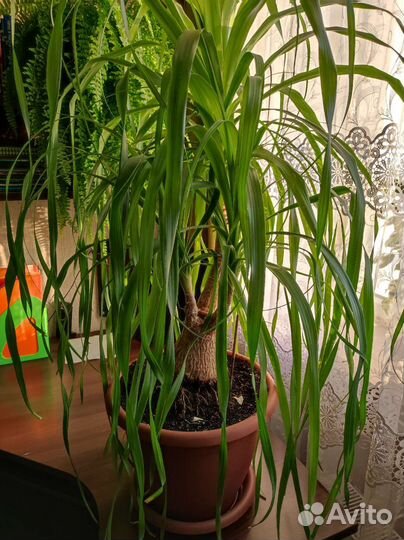 Бокарнея нолина (бутылочное дерево)