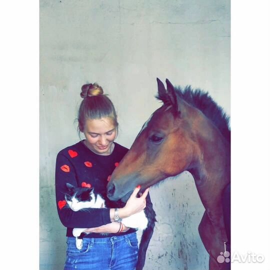 Передержка кошек и собак