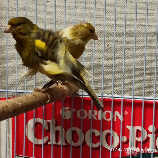 Домашние птицы