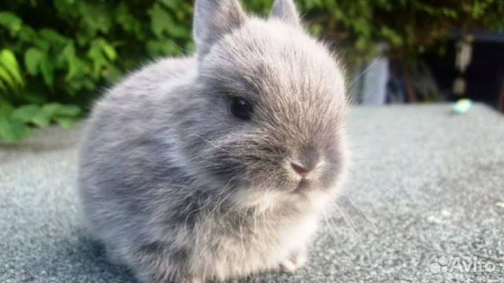 Кролик декоративный