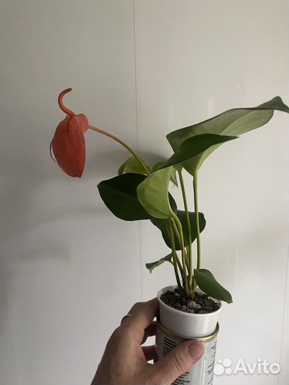 Антуриум шерцера