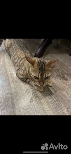 Бенгальская кошка