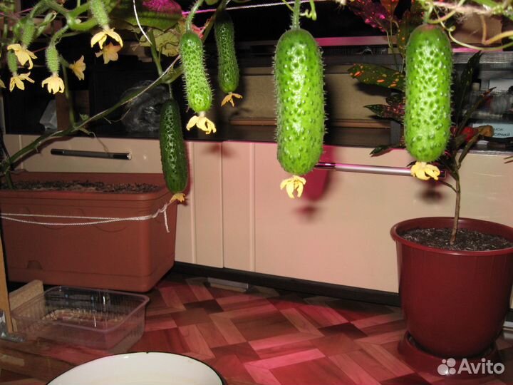 Фитолампа для растений