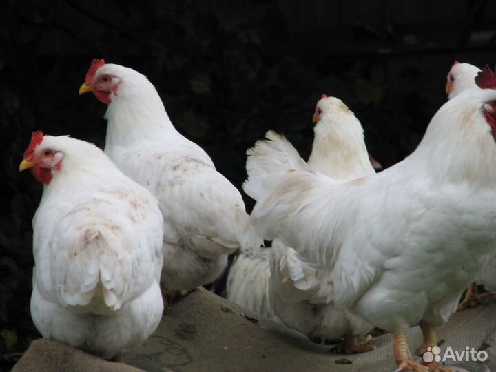Куры несушки с доставкой