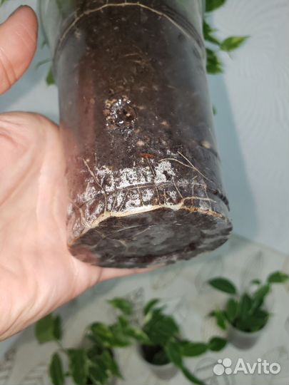 Фикус бенджамина