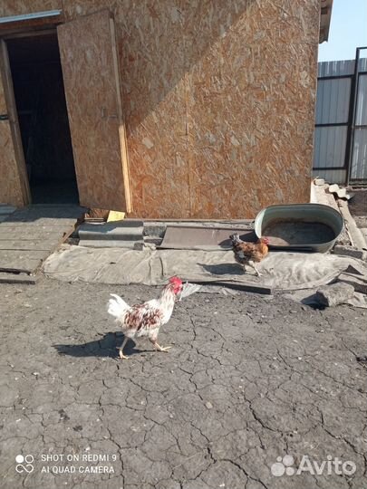 Молодые петухи