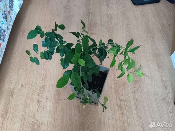 Фикус большой в горшке