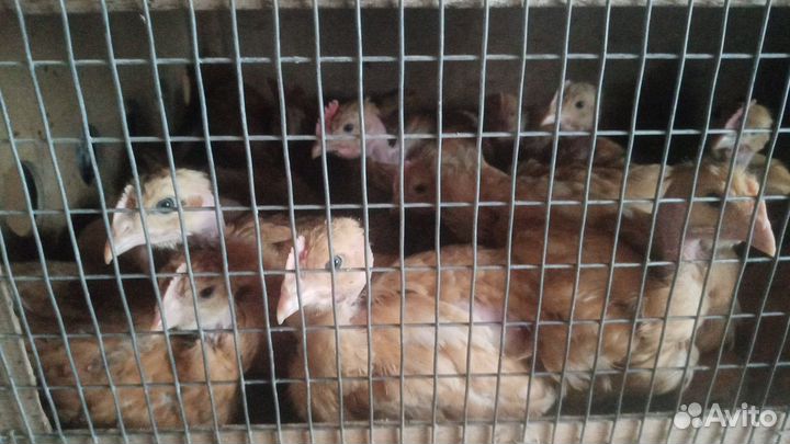 Голошейки и загорские лососевые