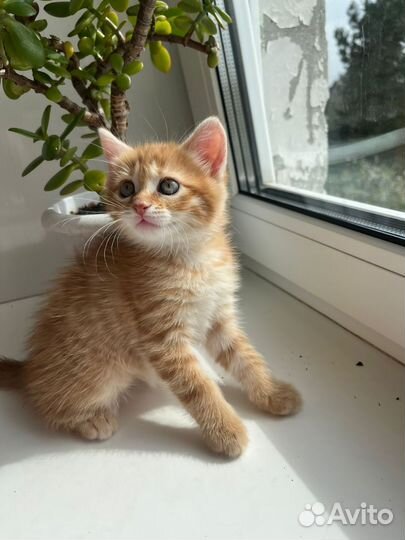 Котята - 1 мес