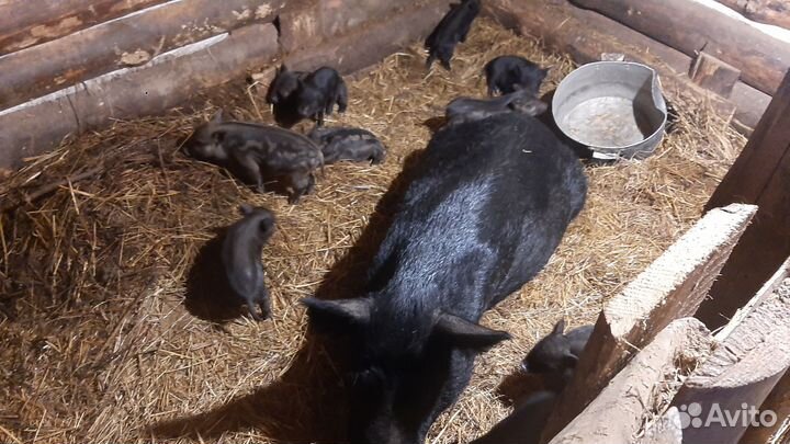 Поросята-кармалы