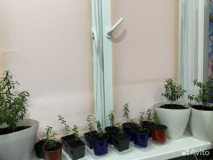 Комнатные цветы Мирт