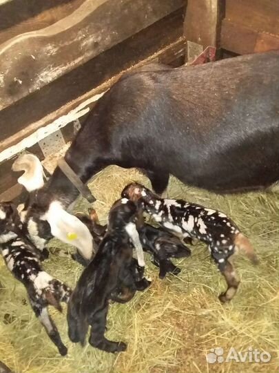 Коза ан покрытая, высокоудойная