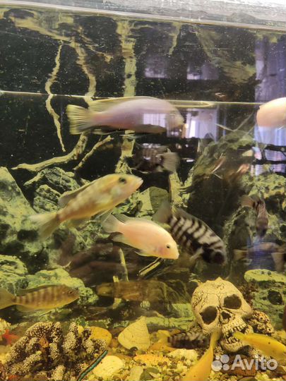 Рыбки цихлиды и гуппи