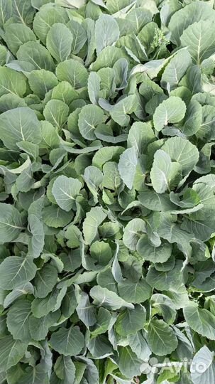 Рассада капусты