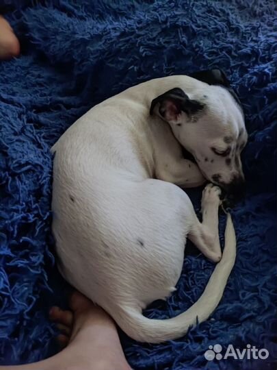 Вязка джек Рассел терьер