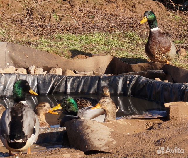 Утки,селезни породистые. кряква