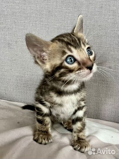 Золотая девочка