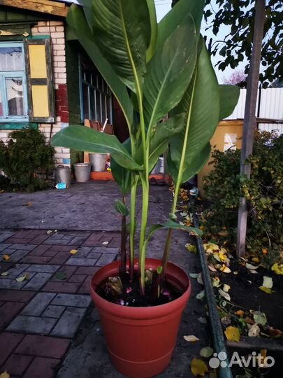 Канны красные