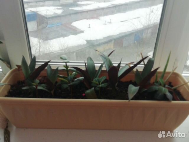 Ваза для флорариума