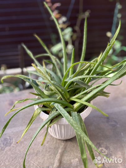 Алоэ лечебный