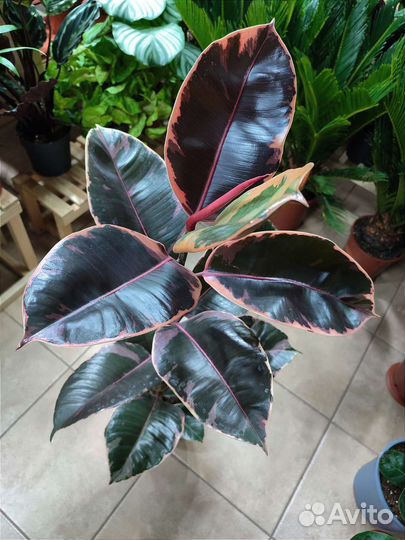 Фикус эластика Belize высотой 88 см