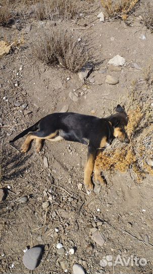 Щенки для двора. Бесплатно