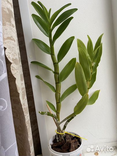 Дендробиум