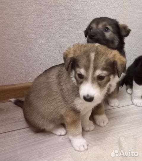 Щенки в добрые руки