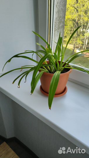 Хлорофитум