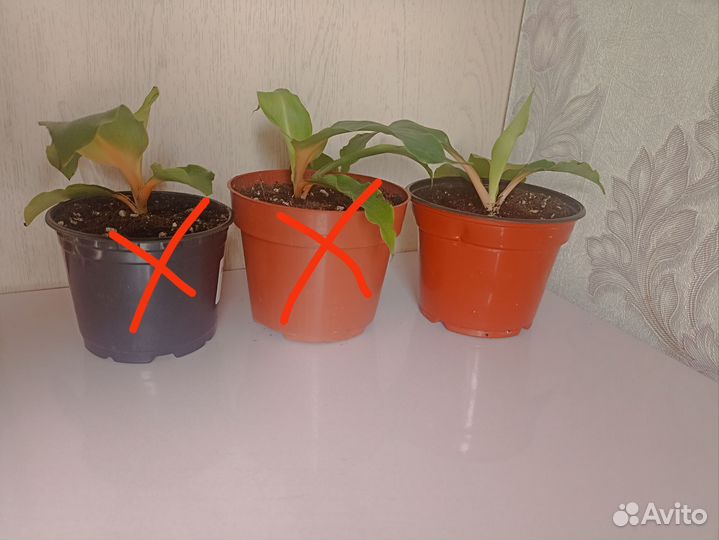 Хлорофитум green orange