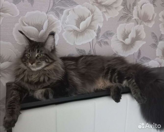 Котята мейн-кун