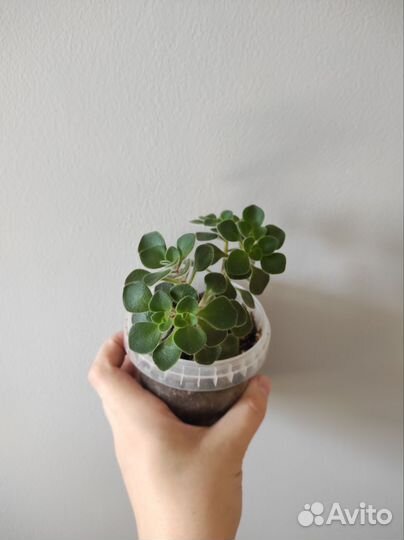 Аихризон дерево любви