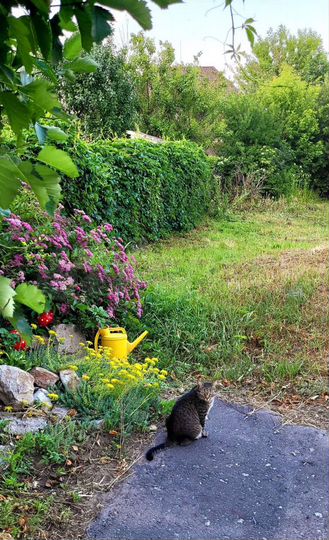 Участок 22,5 сот. (ИЖС)