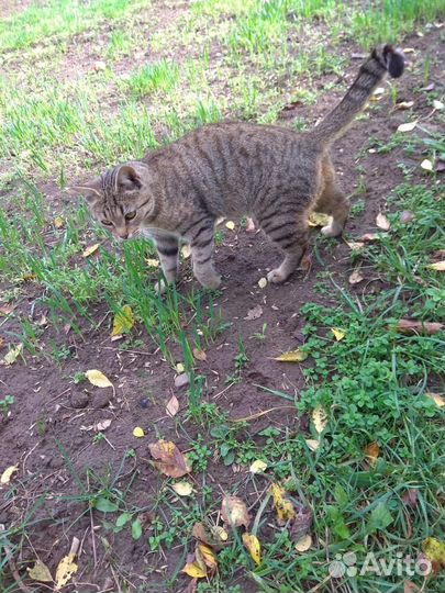 Кошка котёнок