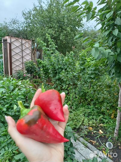 Семена сладкого перца