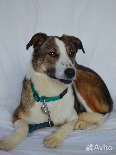 Собака Айя в дар