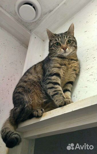 Кошка в добрые руки