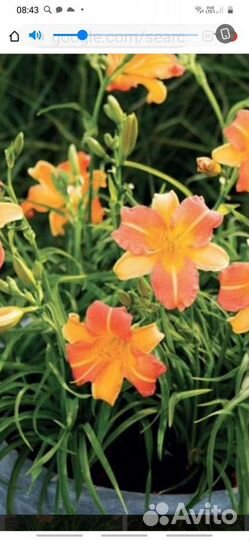 Лилейник(оранжевая лилия)