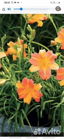 Лилейник(оранжевая лилия)