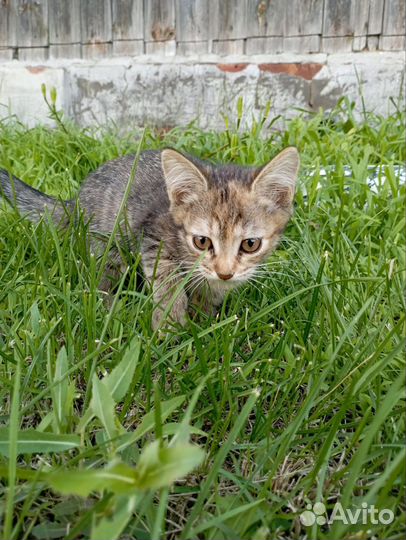 Кошка в дар бесплатно