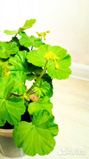 Пеларгония