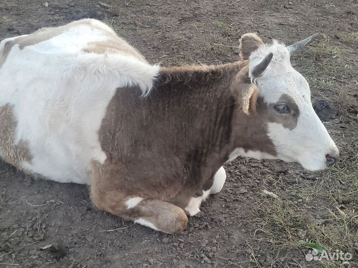 Телки стельные