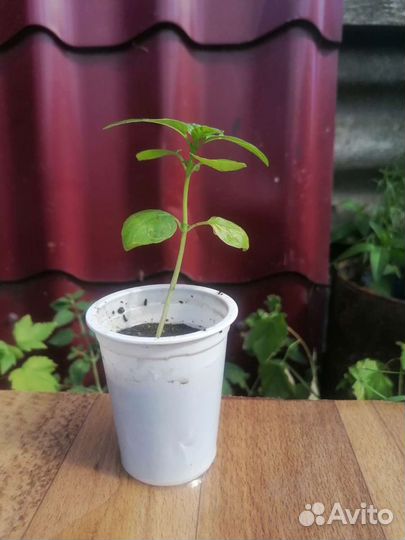 Рассада базилика