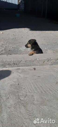 Щеночек в добрые ручки