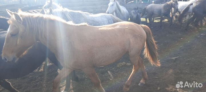 Продам лошадей